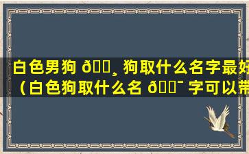 白色男狗 🌸 狗取什么名字最好（白色狗取什么名 🐯 字可以带来好运）